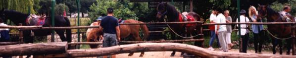 Corfu Greece Horse Treks
