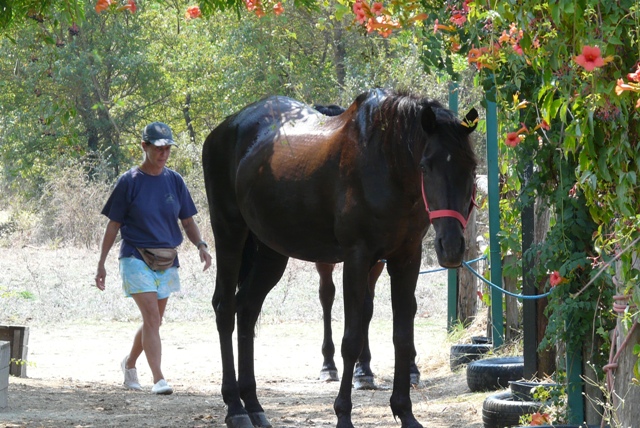 Corfu Greece Horse Trekking, Horseback Riding