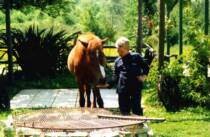 Horse Trekkiing Corfu, Greece