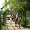 TRAILRIDERS - Corfu, Greece - Horse images