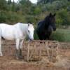 TRAILRIDERS - Corfu, Greece - Horse Riding